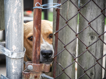 Anti-Cruelty Report Abuse