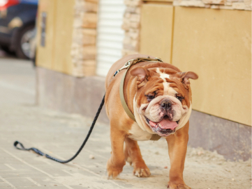 Anti-Cruelty Lost & Found Pets